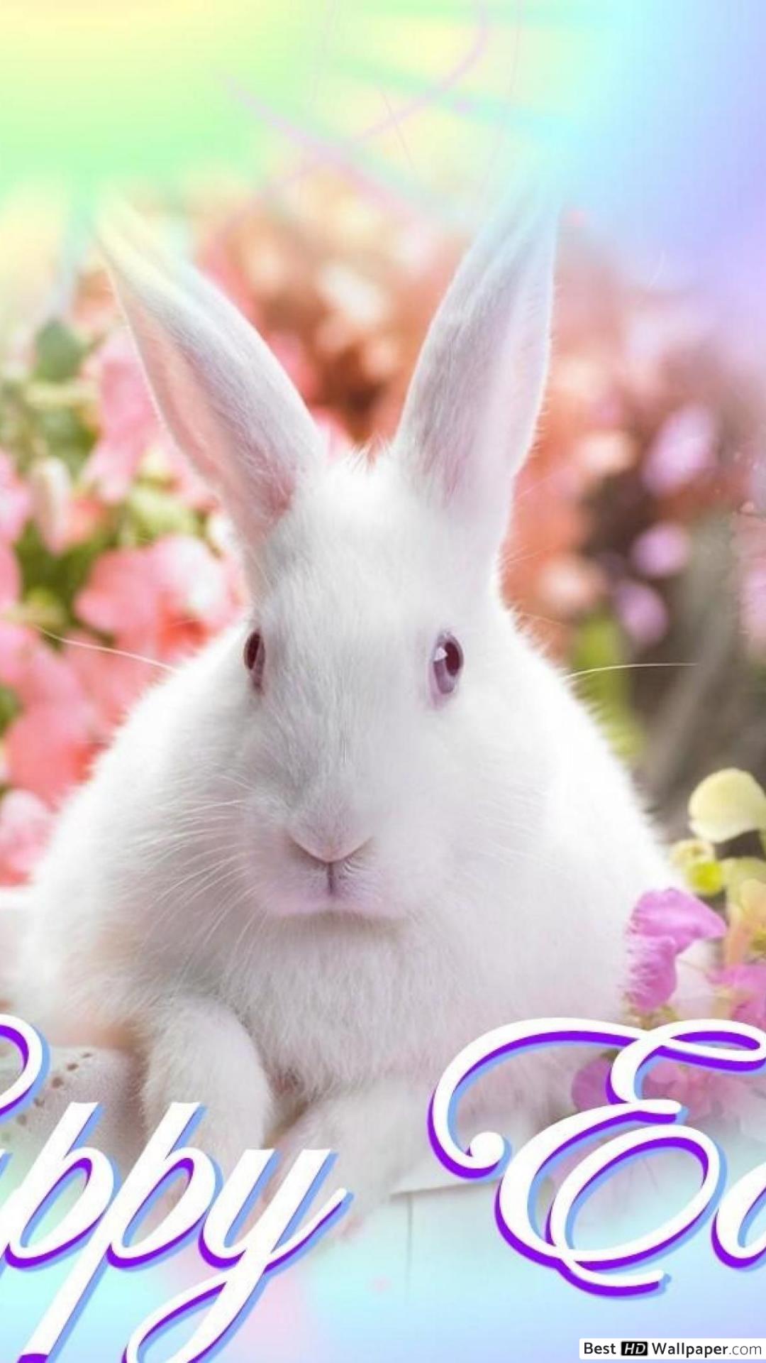 Rabbit Pics For Whatsapp Dp - HD Wallpaper 