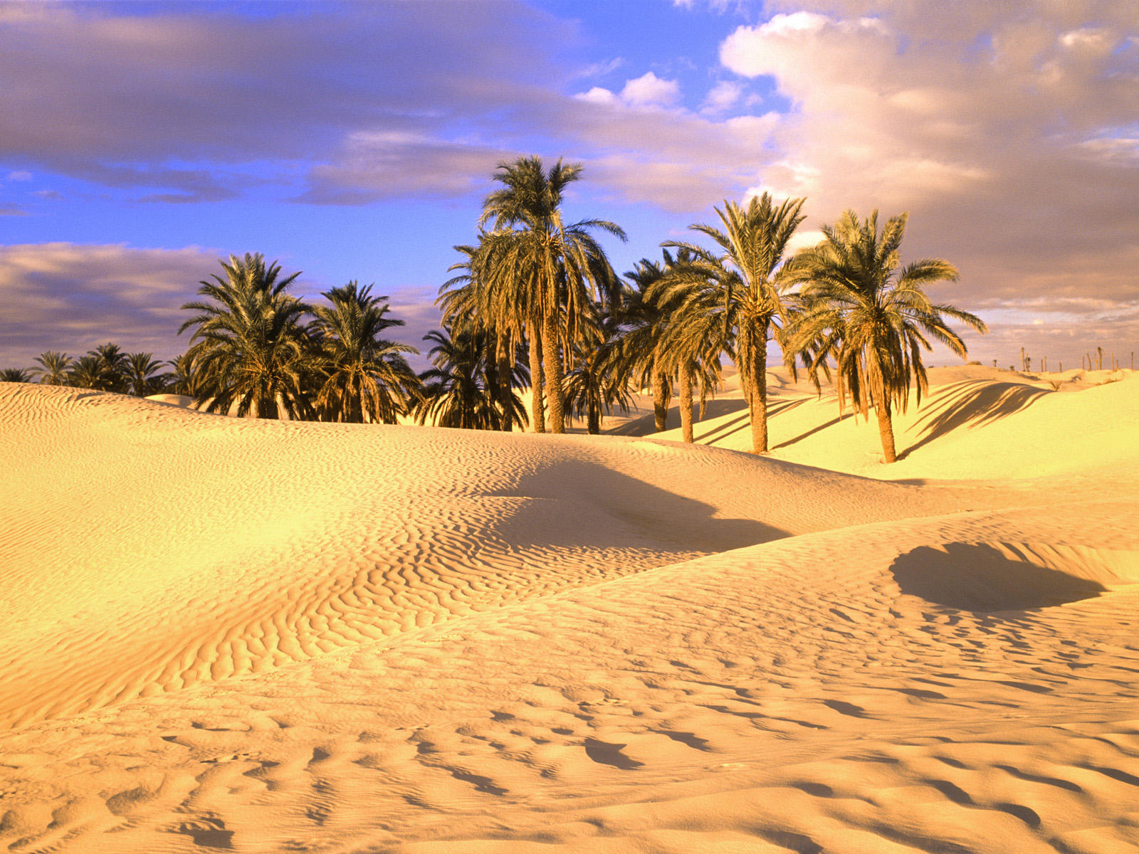 Palm Trees In Sahara Desert Wallpaper Hd - Sahara Desert Africa - HD Wallpaper 