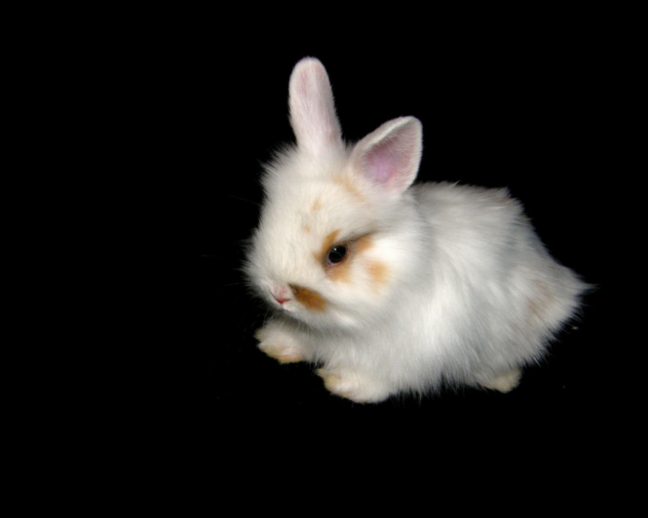 Download Hd Rabbit & Bunny Desktop Wallpaper Id - Bunny - HD Wallpaper 