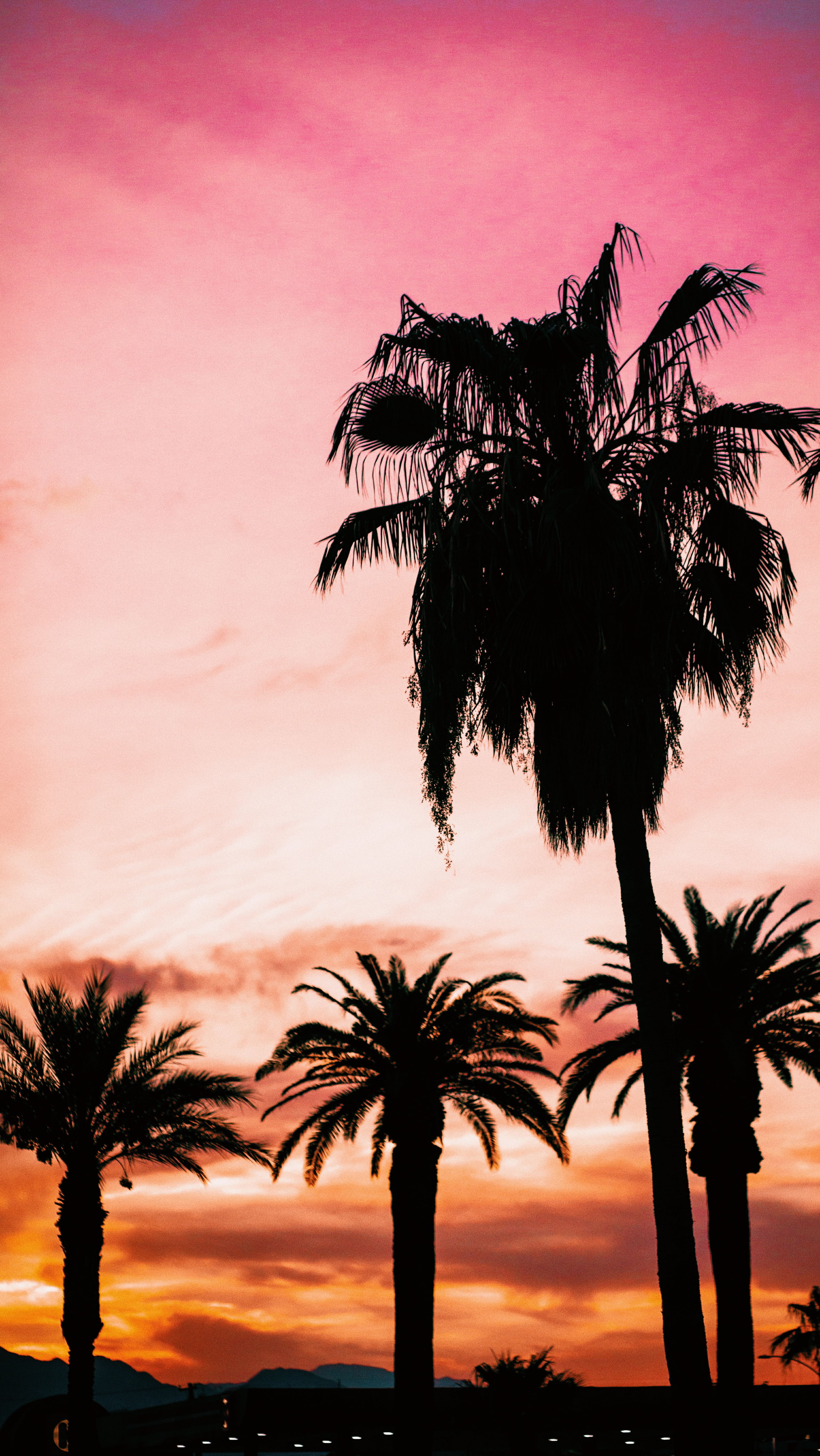 Beautiful Palm Trees Iphone Wallpapers - Poster - HD Wallpaper 