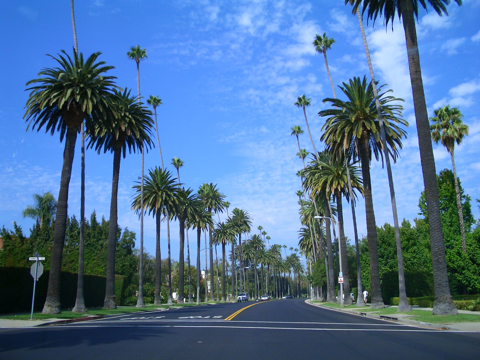 Hipster Palm Tree Wallpaperhd Wallpapers - Beverly Drive Palm Trees - HD Wallpaper 