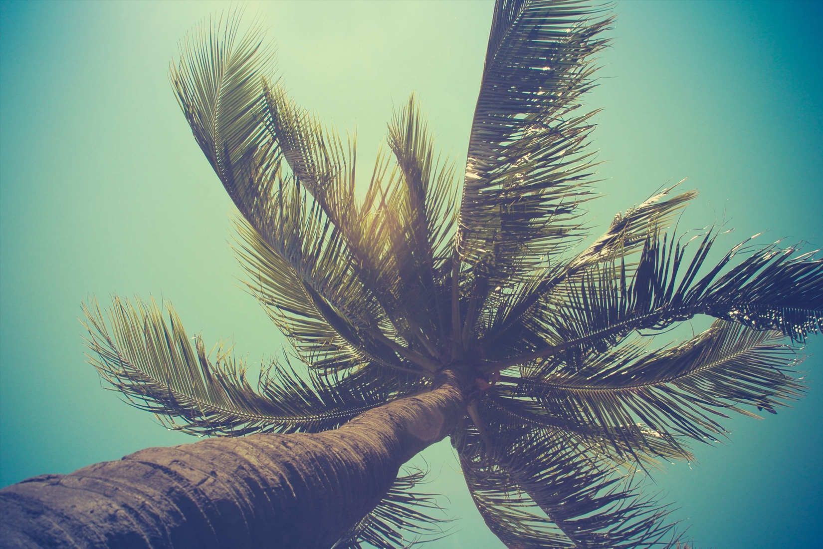 Palm Trees Wallpapers Hd - HD Wallpaper 