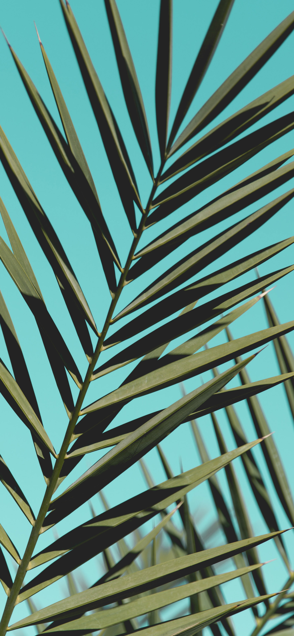 Palm Leaves Sunlight Day Green Iphone Xs - Psalm Trees - HD Wallpaper 