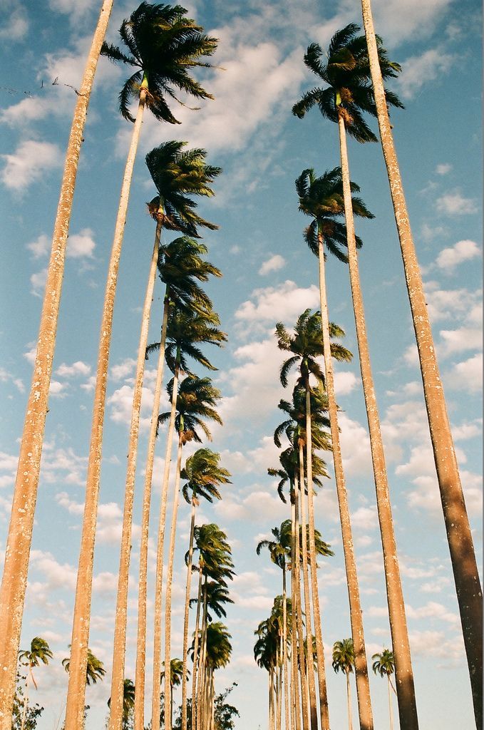 Summer, Palm Trees, And Sky Image - Palm Springs - HD Wallpaper 