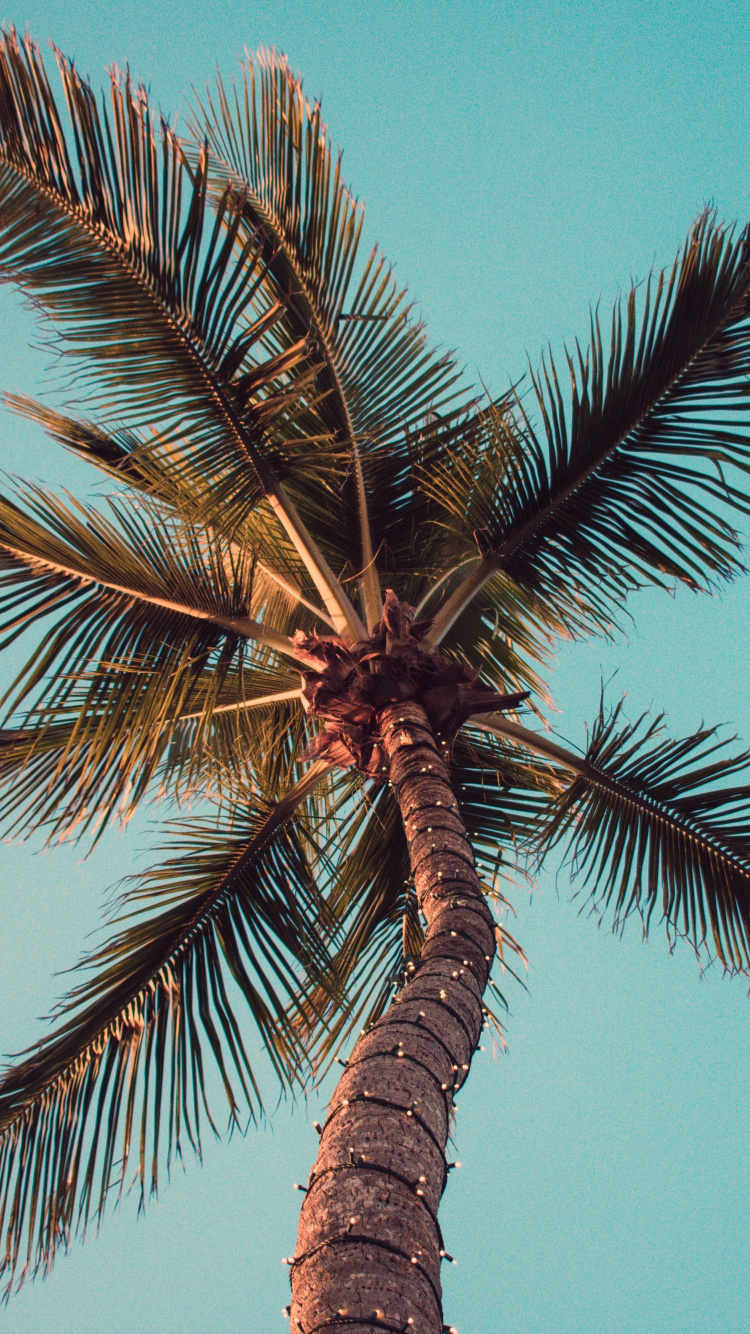 Cool Wallpapers Palm Trees - HD Wallpaper 