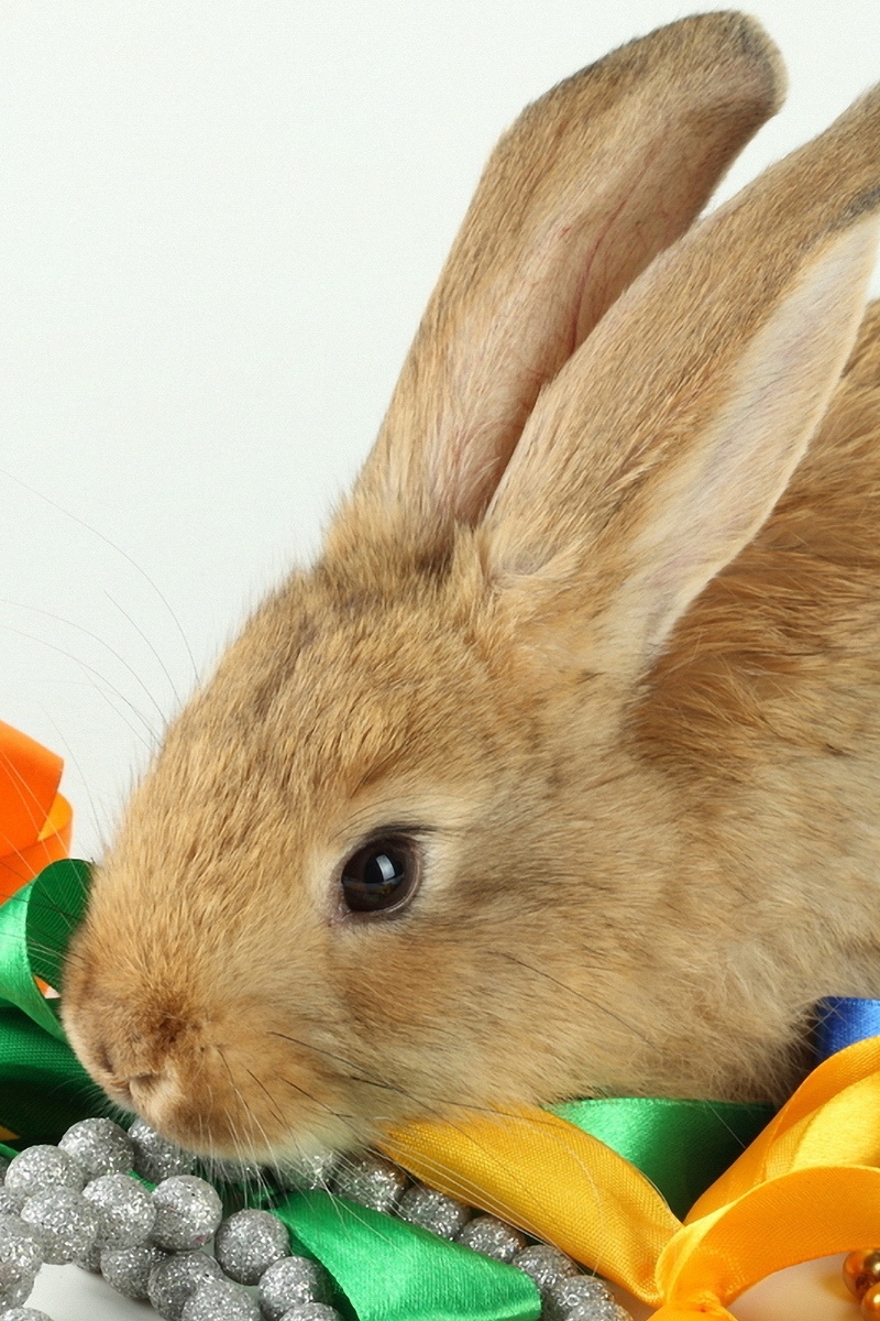 Wallpaper Bows, Beads, Rabbit - Rabbit - HD Wallpaper 