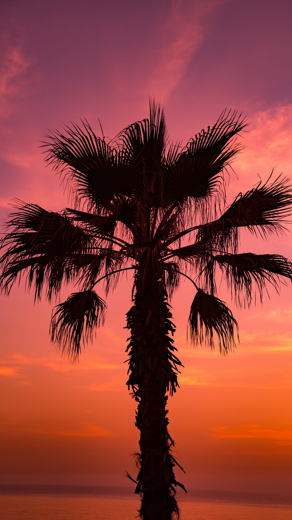 Wallpaper Palm Tree, Sunset, Sky, Branches - Palm Trees And Sunset - HD Wallpaper 