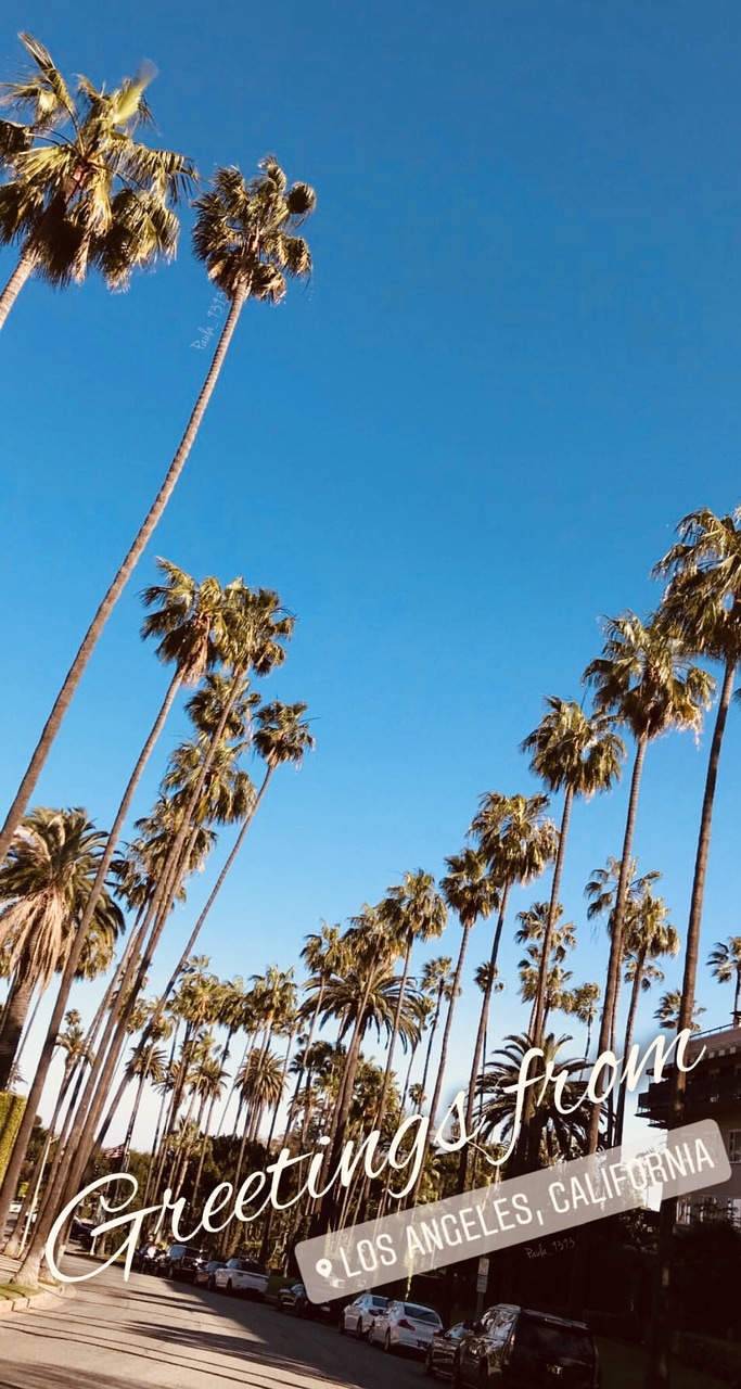 Palm Trees, Los Angeles, Los Angeles Wallpaper - Desert Palm - HD Wallpaper 