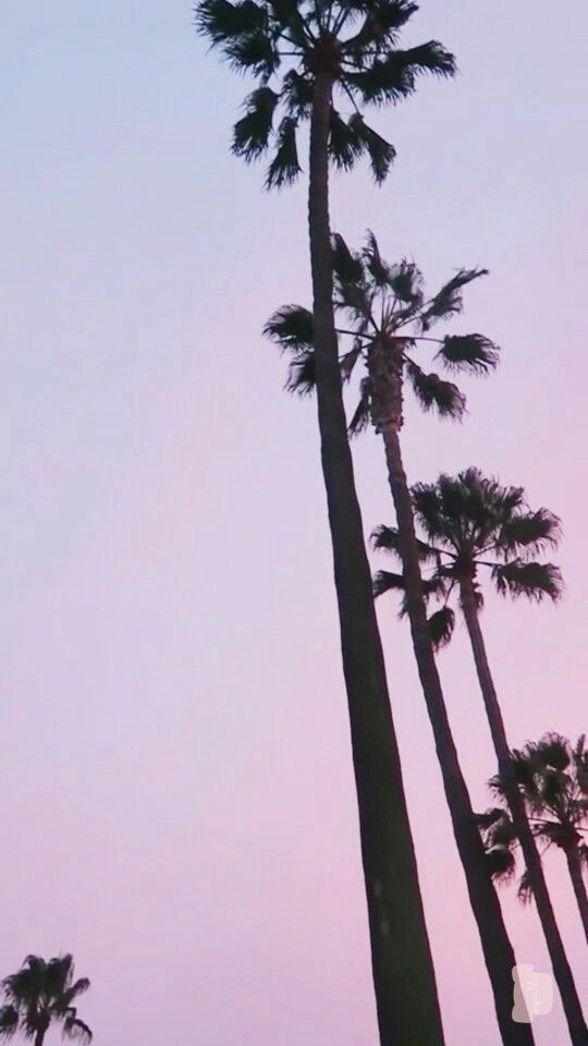 Palm Trees Wallpaper California - HD Wallpaper 