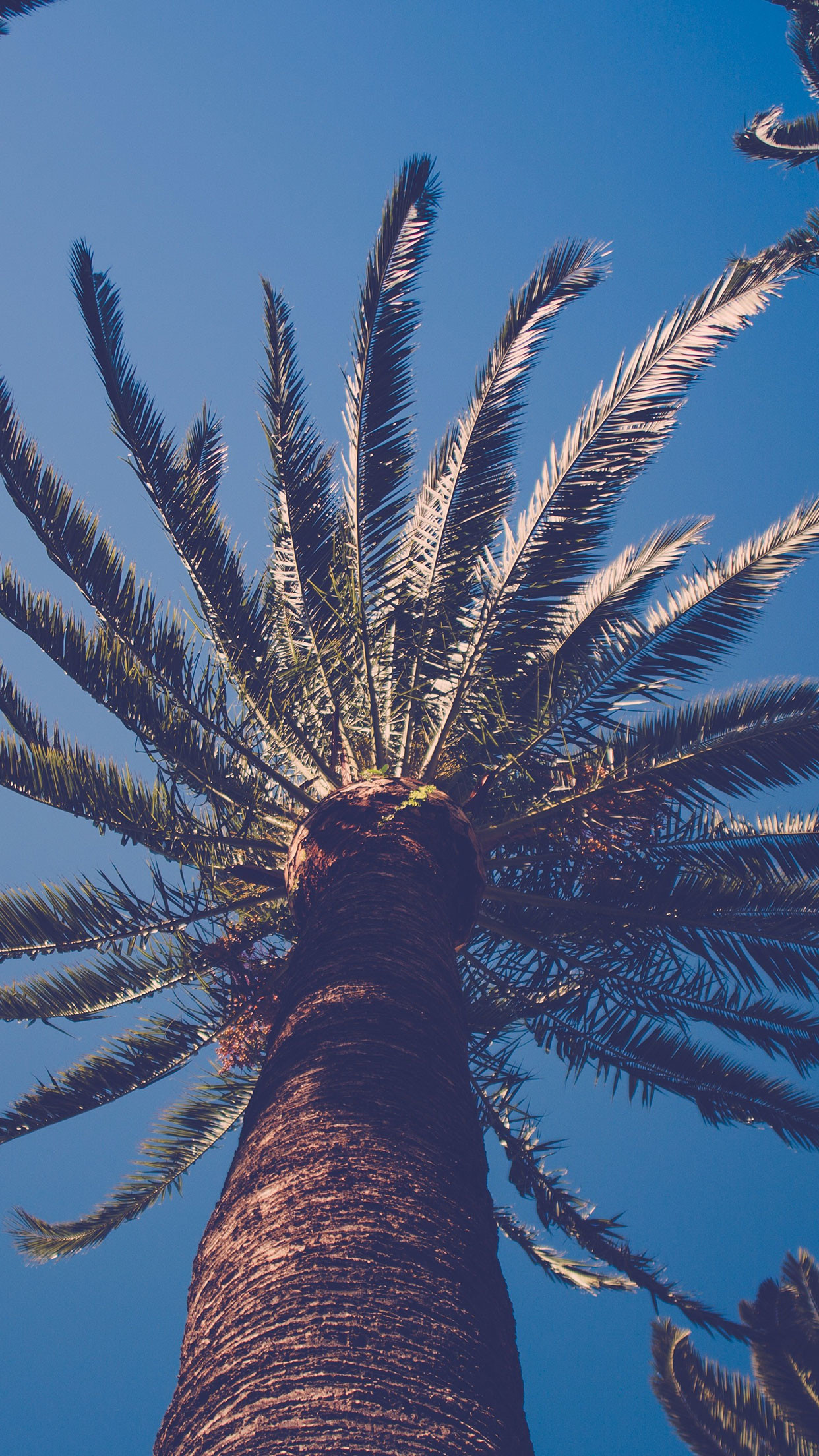 Palm Tree Nature Wallpaper - Iphone 8 Wallpapers Palm Tree - HD Wallpaper 
