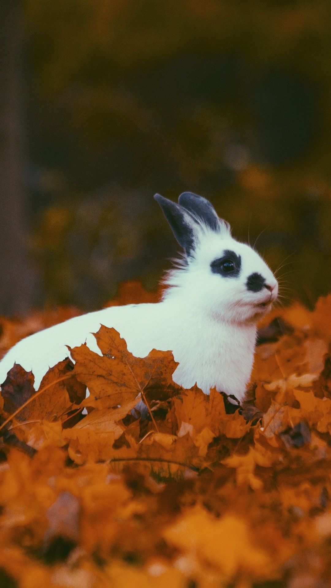 Iphone Wallpaper White Rabbit In Autumn, Yellow Foliage - Rabbit In Autumn - HD Wallpaper 