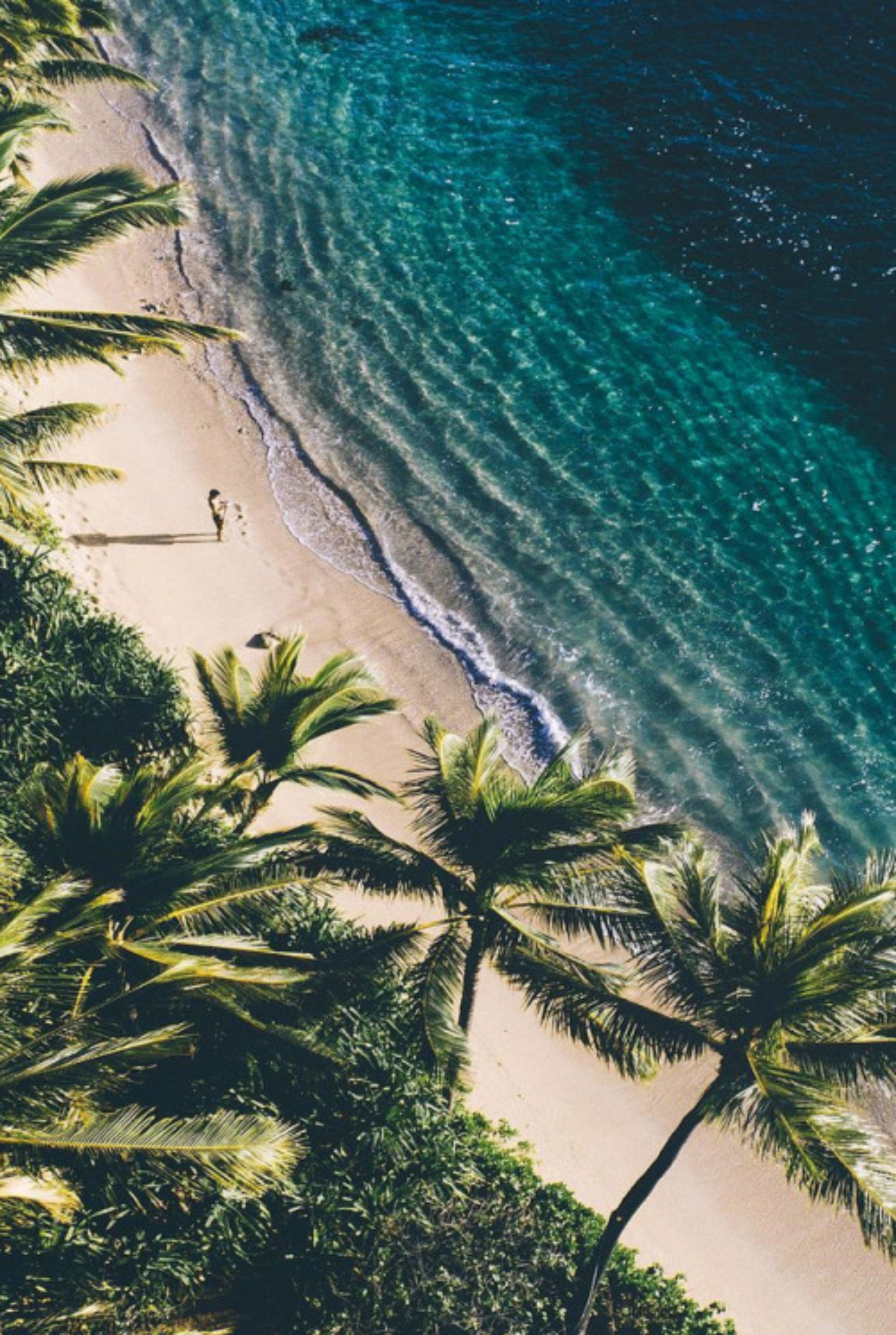 Ocean And Palm Tree - HD Wallpaper 
