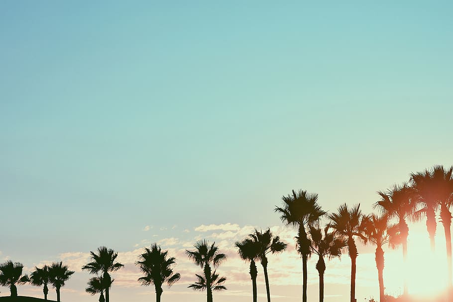 Long Beach, United States, Cali, California, Sunsets, - Borassus Flabellifer - HD Wallpaper 