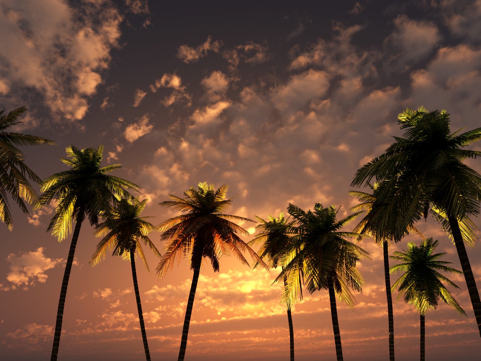 4k Wallpaper Sunset Palm - HD Wallpaper 