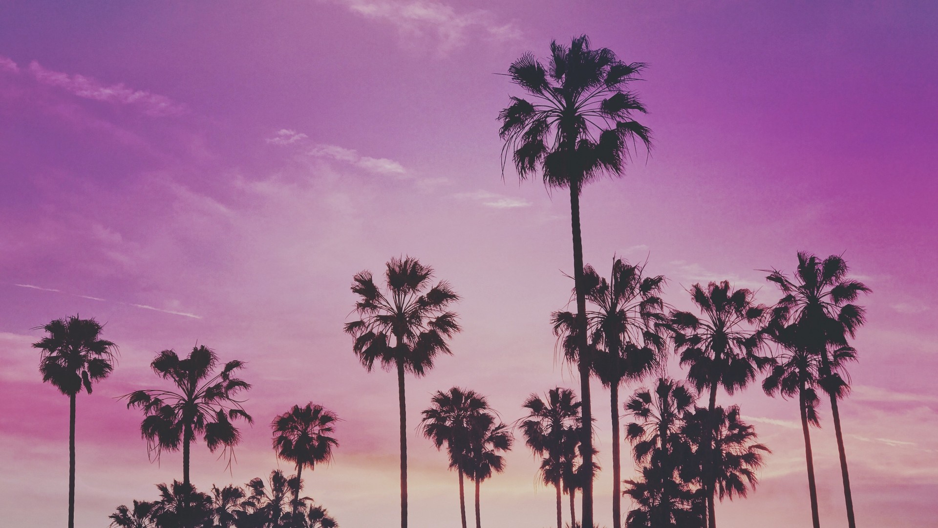 Wallpaper Palms, Trees, Sunset 
 Data-src - Palm Trees Background Laptop - HD Wallpaper 