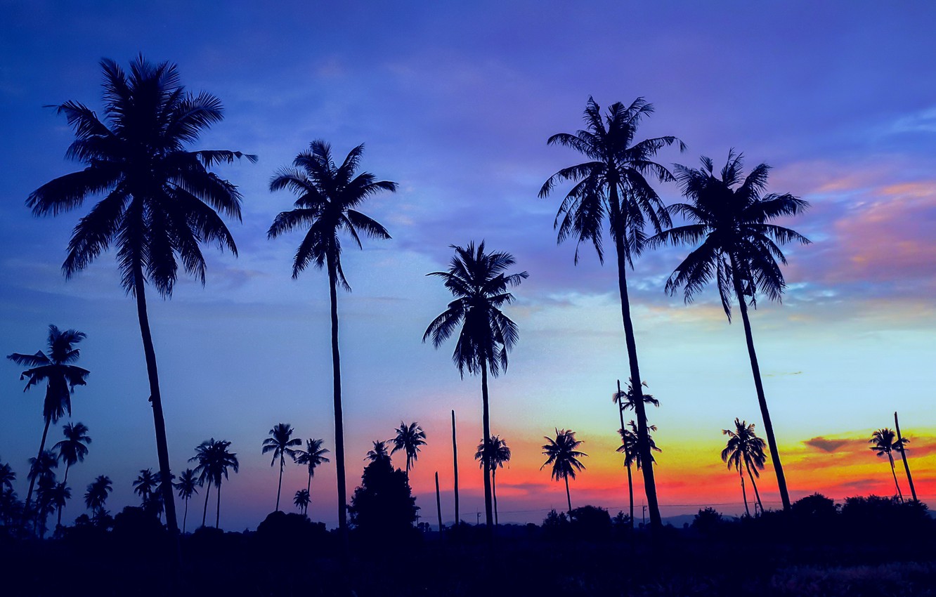 Photo Wallpaper Sea, Beach, Summer, Sunset, Palm Trees, - Cocotier Coucher De Soleil - HD Wallpaper 