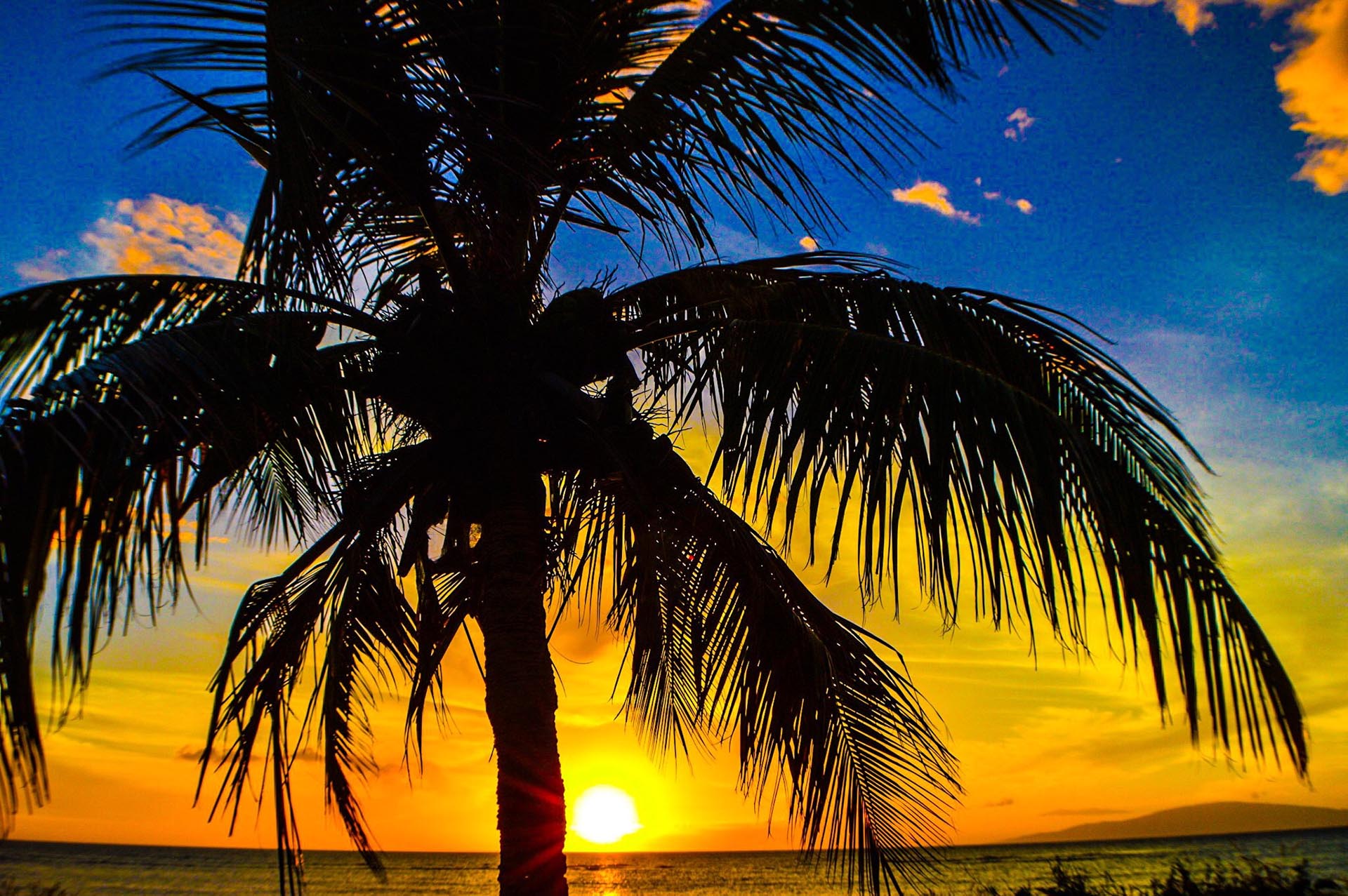 Attalea Speciosa - HD Wallpaper 