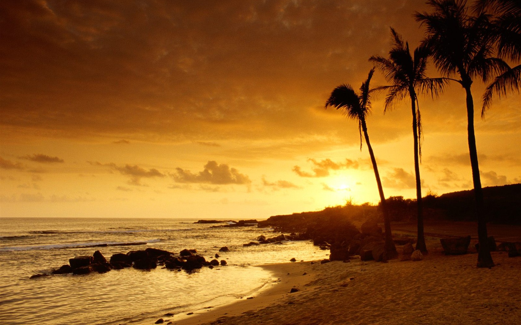 Palm Tree Wallpaper Hd - HD Wallpaper 