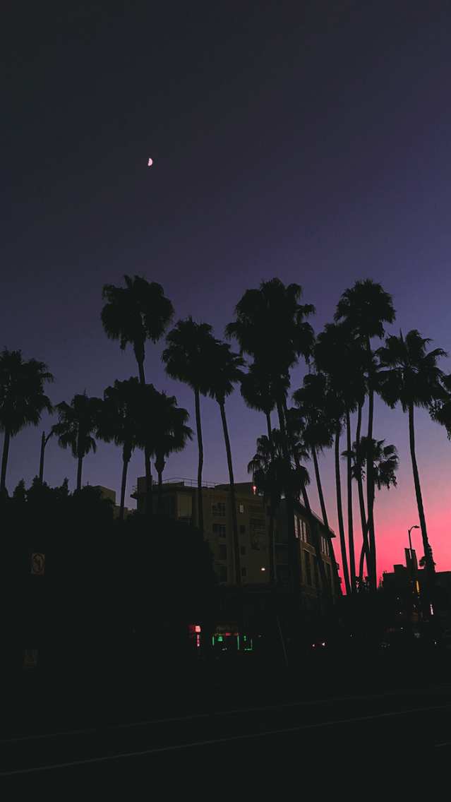 Palm Trees - HD Wallpaper 
