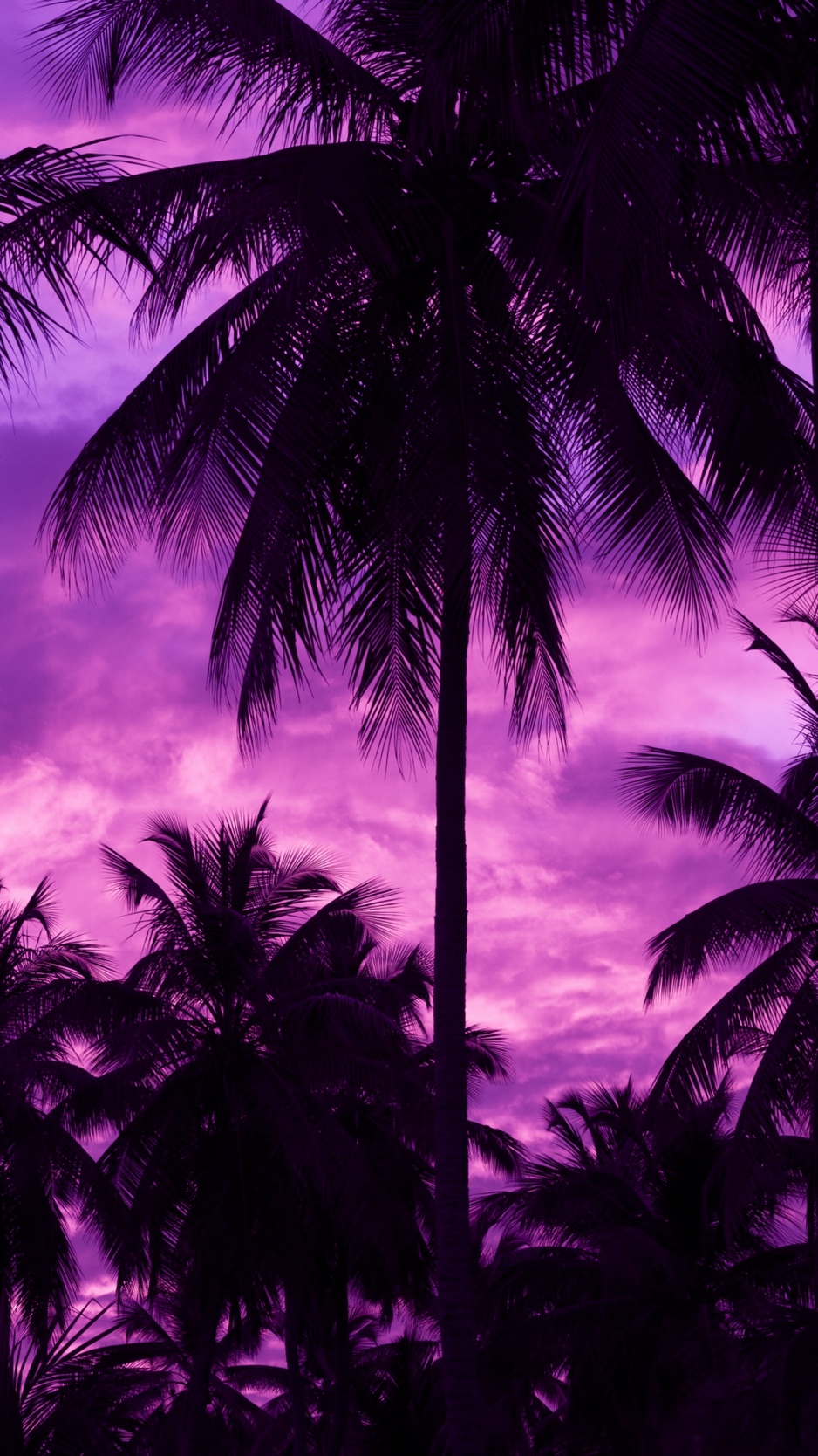 Wallpaper Palm Trees, Sunset, Tropics, Purple, Sky - Purple Sunset Wallpaper Iphone - HD Wallpaper 