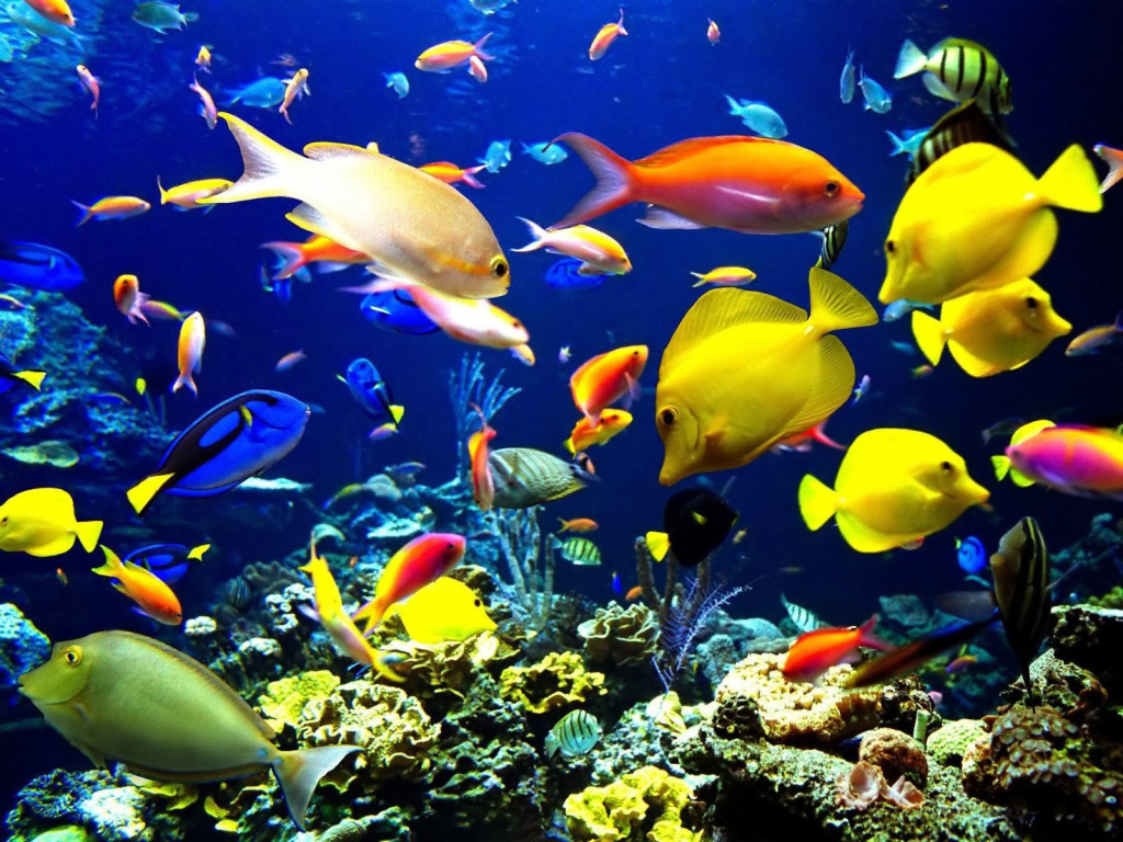 Live Wallpaper Download - Underwater Sea Animals - HD Wallpaper 
