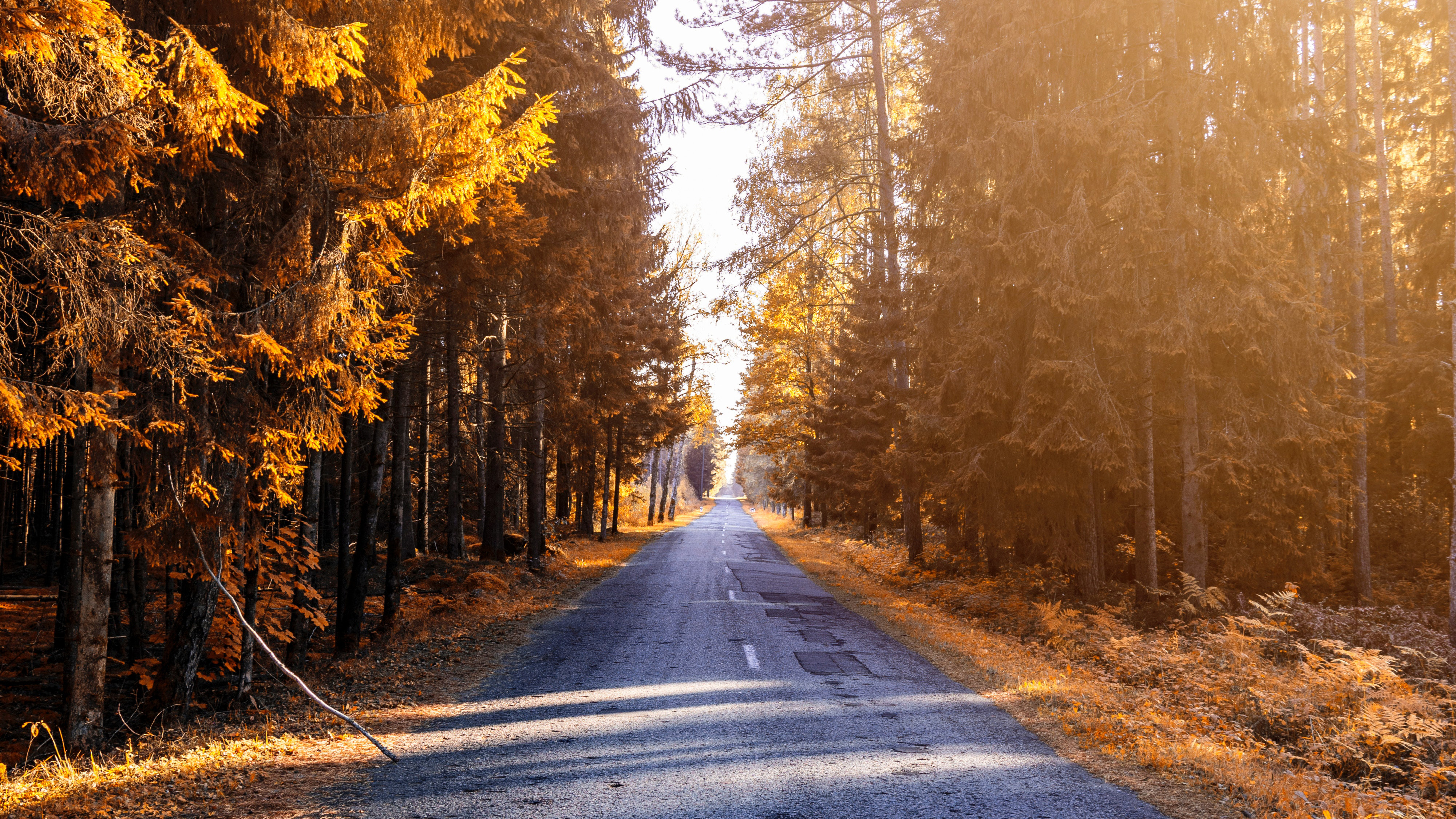 Autumn Forest 4k Hd Wallpapers - Nature Iphone Wallpaper 4k - HD Wallpaper 