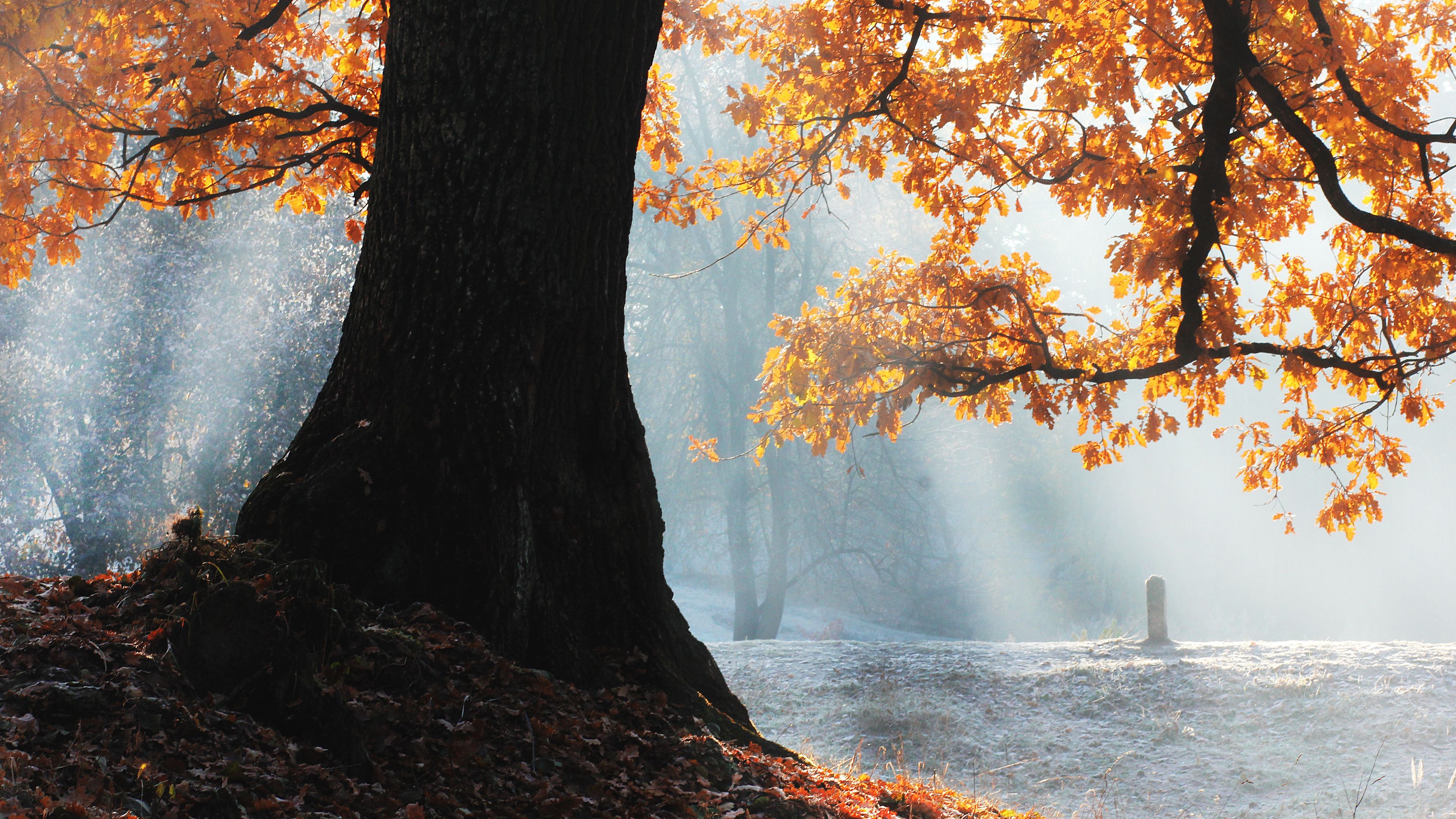 Fall Season Tree 4k - 5k Resolution - HD Wallpaper 