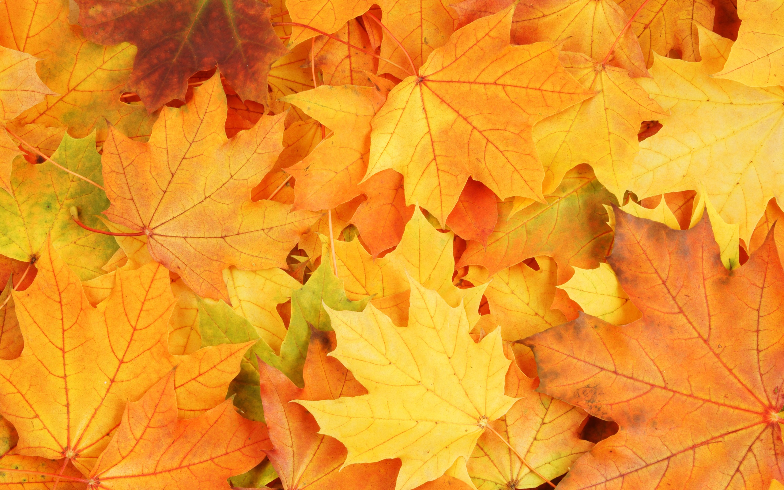 Autumn Season Yellow Maple Leaves Fall Wallpaper Background - Pile Of Yellow Leaves - HD Wallpaper 