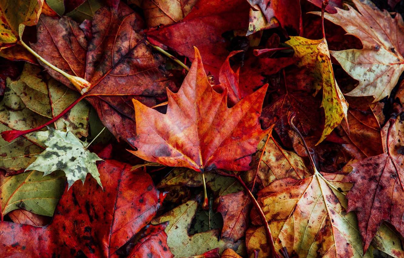 Photo Wallpaper Colorful, Close-up, Nature, Autumn, - Wallpaper - HD Wallpaper 