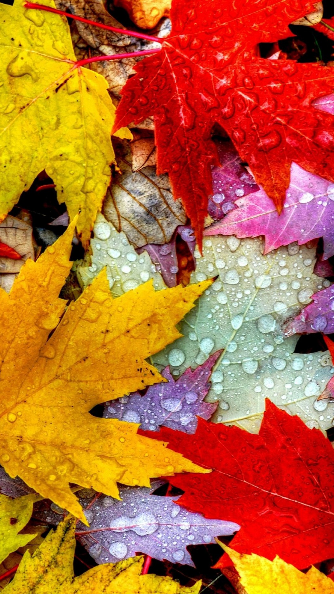 Autumn Leaves - HD Wallpaper 