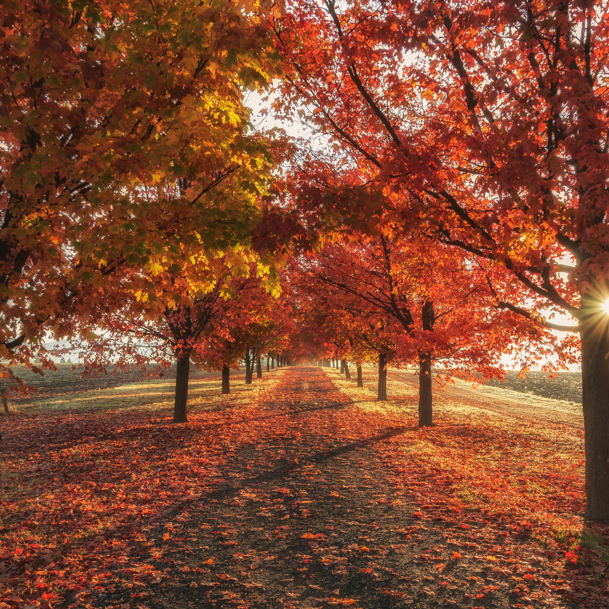 Autumn Iphone Wallpaper 4k - HD Wallpaper 