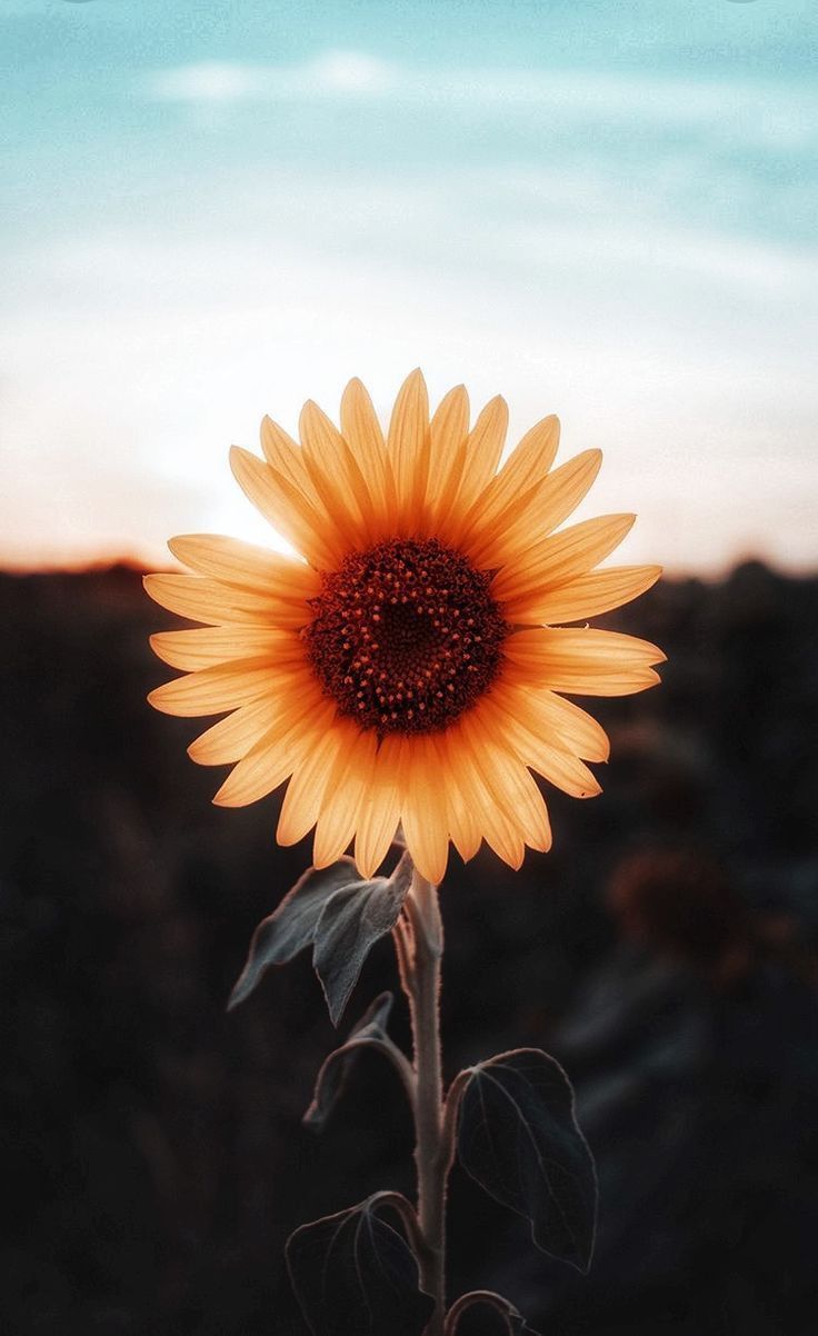 Sunflower Wallpaper Iphone, Hd Wallpapers & Backgrounds - Artsy Sunflowers Cute - HD Wallpaper 