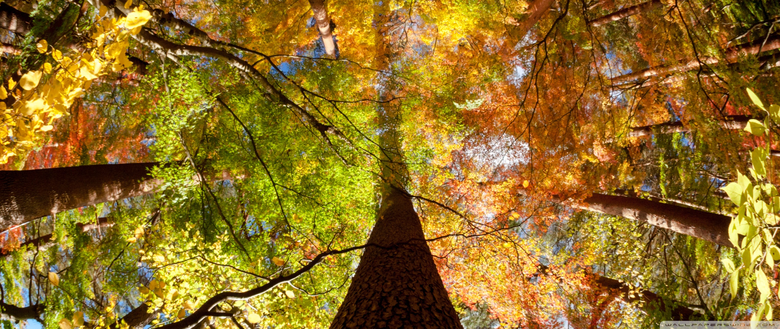 21 9 Wallpaper Autumn - HD Wallpaper 