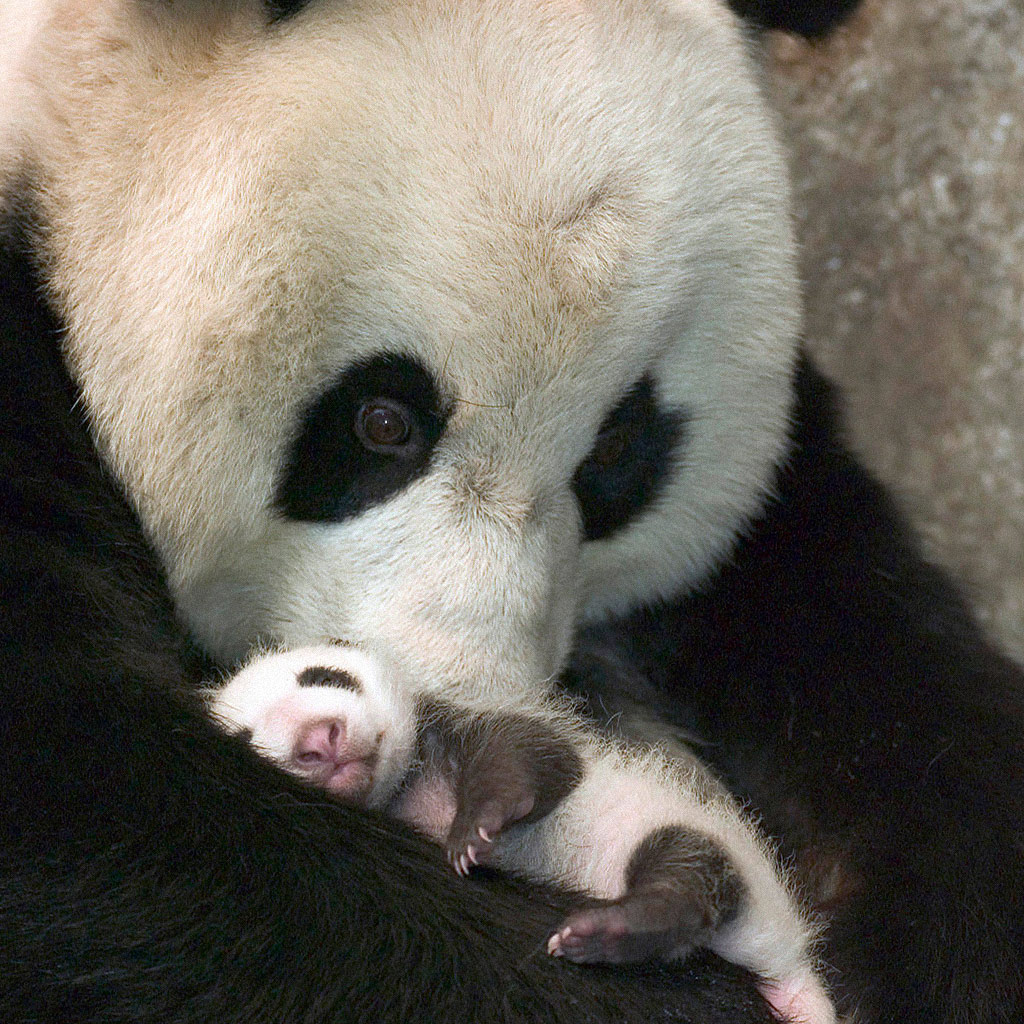 Panda Holding Its Baby - HD Wallpaper 
