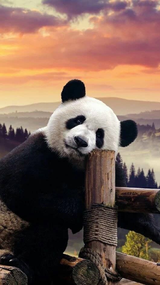 Panda Bear In Sunset - HD Wallpaper 