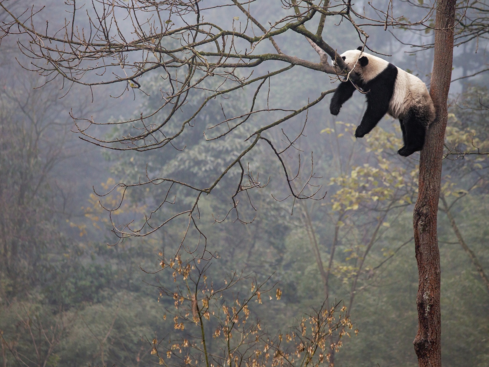 Wallpapers De Pandas - HD Wallpaper 