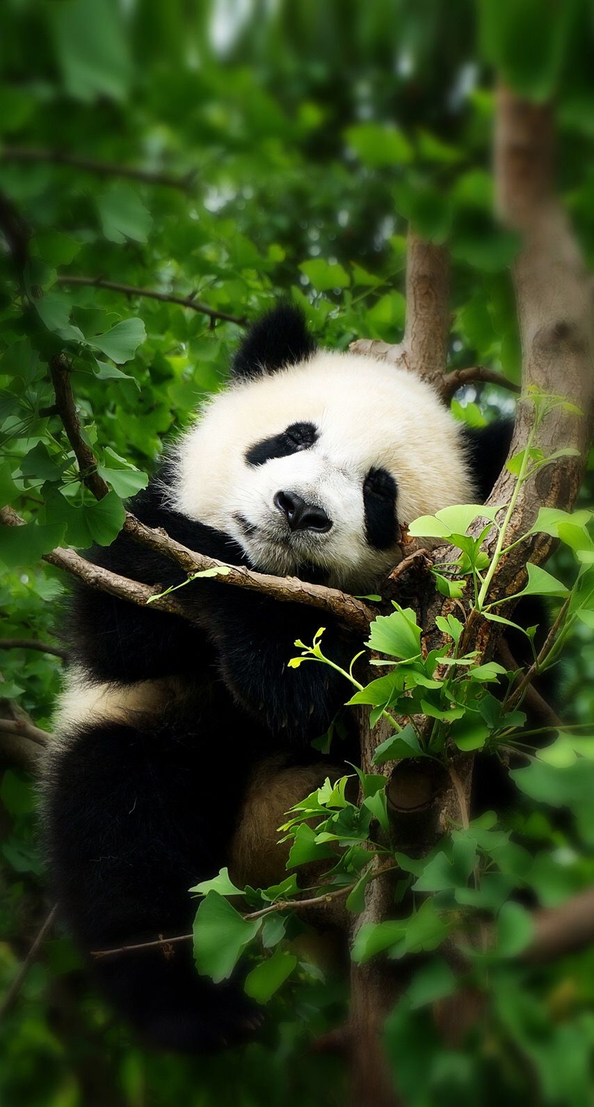 Pandas Background Iphone - HD Wallpaper 