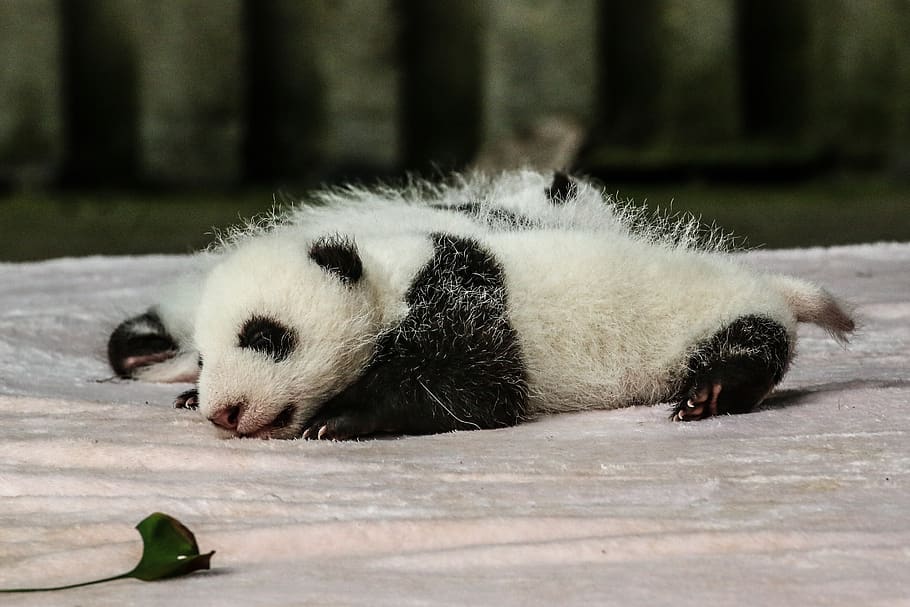 China, Chengdu, Panda, Baby Panda, Animal, Animal Themes, - Filhote De Urso Panda - HD Wallpaper 