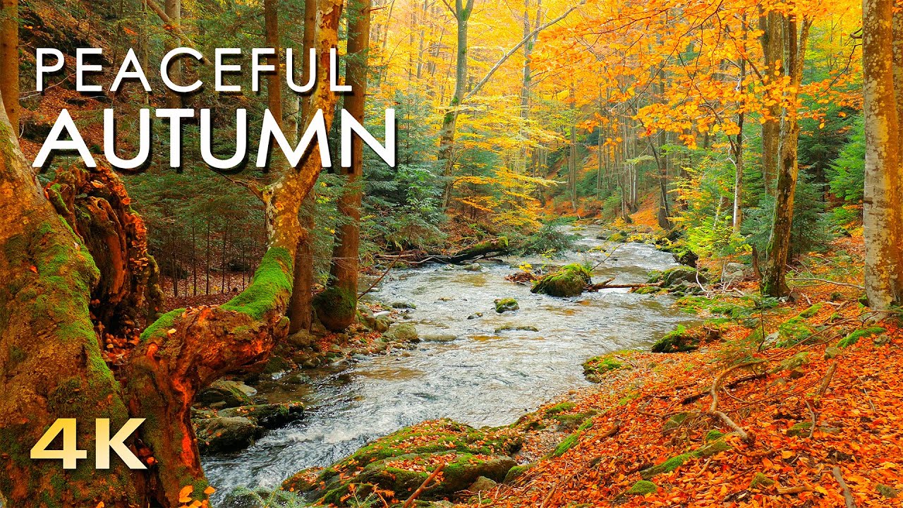 Autumn Forest River - HD Wallpaper 