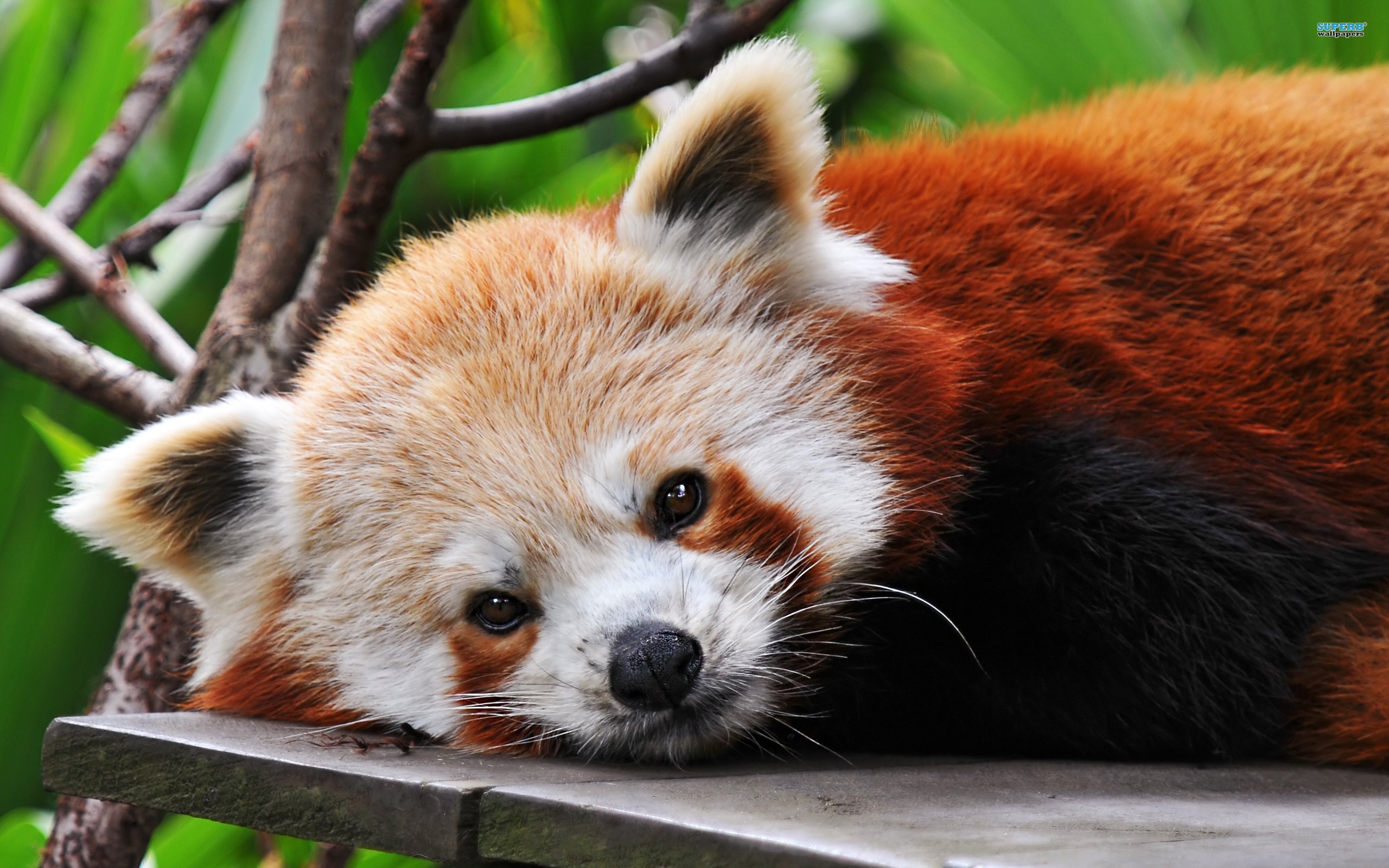 High Resolution Red Panda Wallpaper Hd - HD Wallpaper 