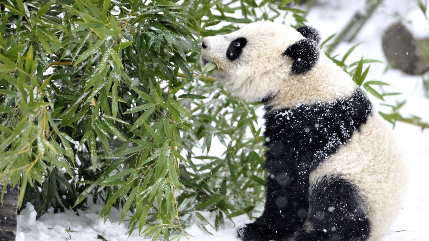 Cute Panda Wallpaper In The Snow - HD Wallpaper 