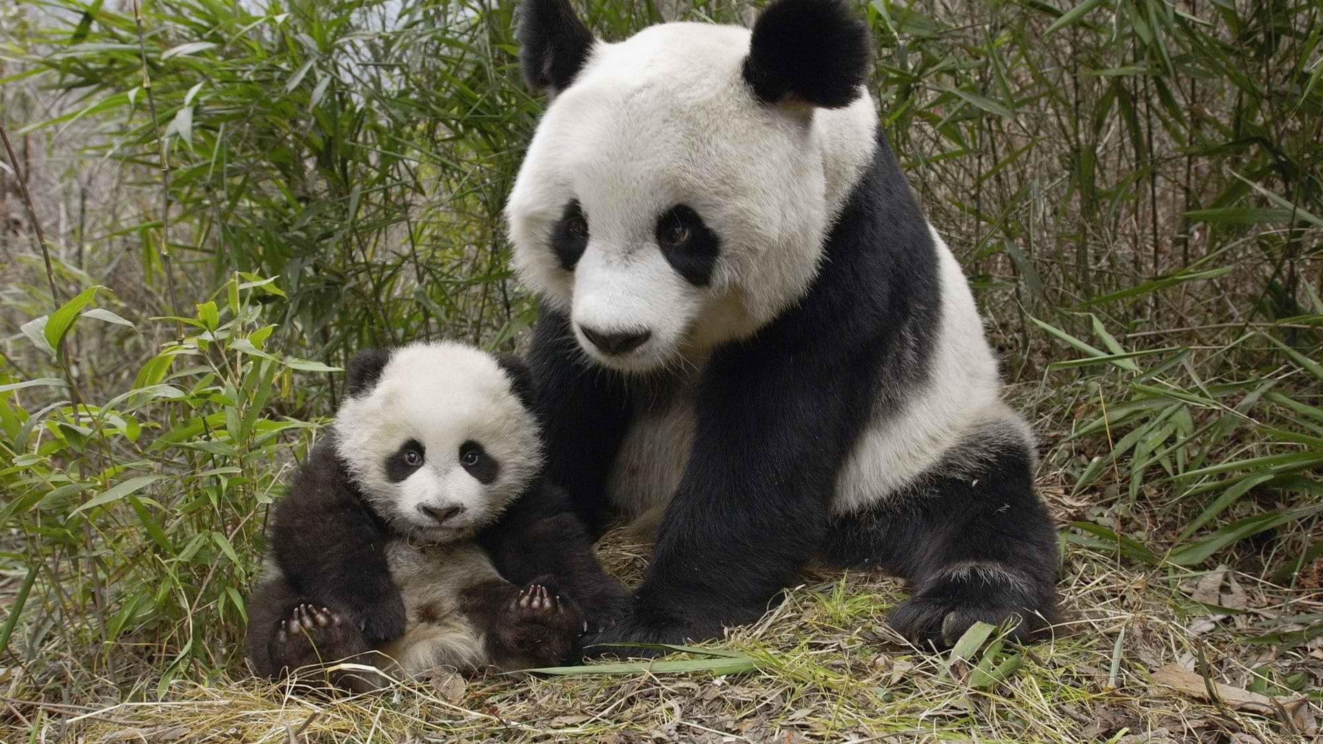 Panda Bear - HD Wallpaper 