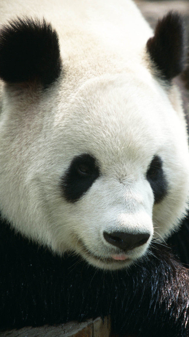 Panda Wallpaper Iphone - Iphone Panda Hd - HD Wallpaper 