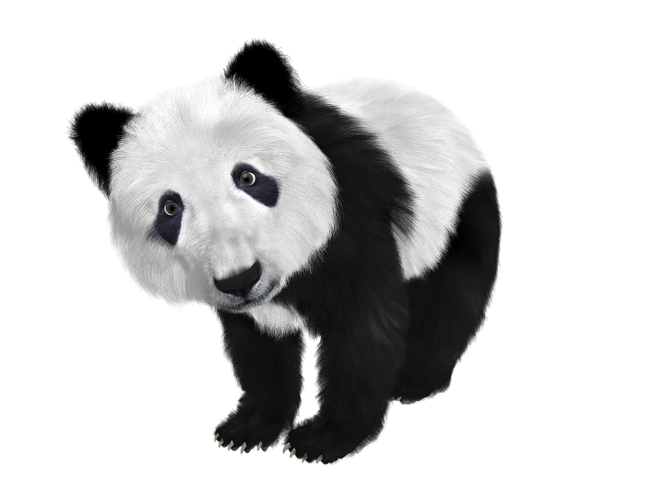 Giant Panda Black And White - HD Wallpaper 