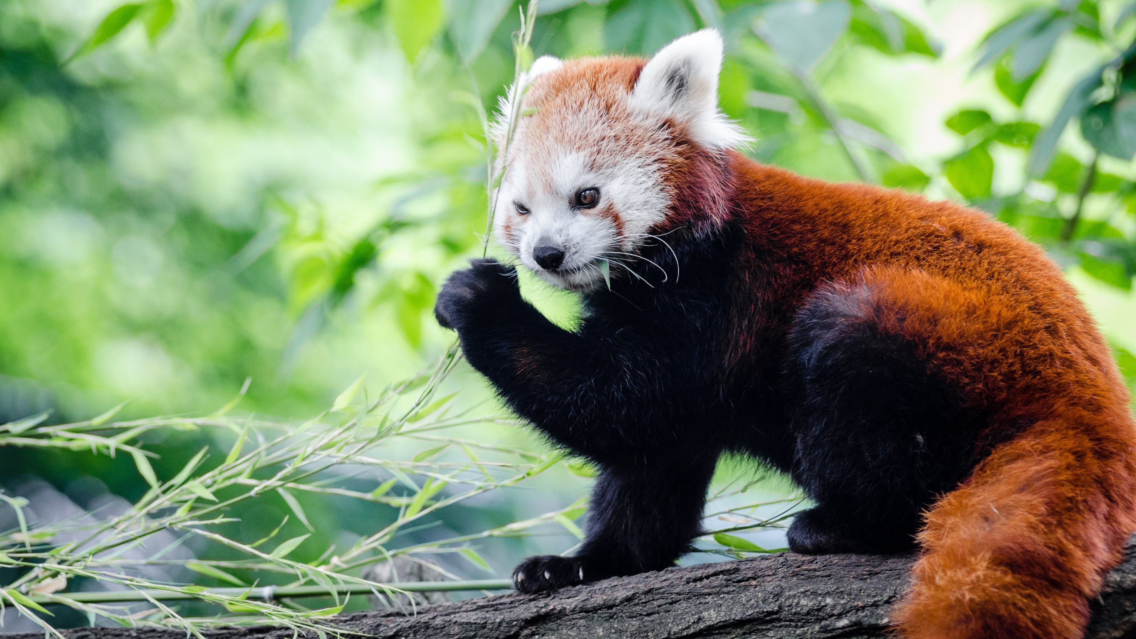 Red Panda Images Hd - HD Wallpaper 