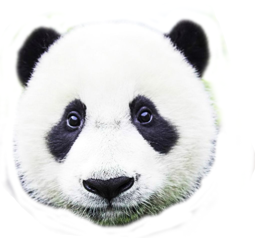 2336205713, Panda - Giant Panda - HD Wallpaper 