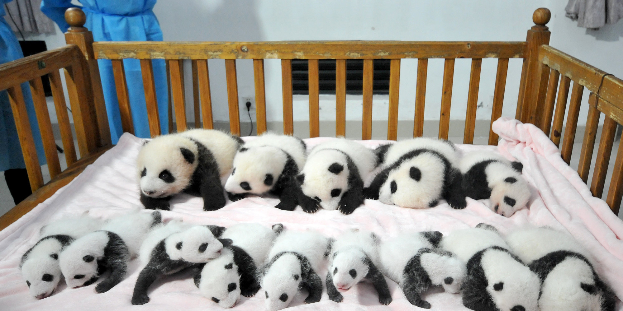 Image For Love - Baby Wallpaper Panda - HD Wallpaper 