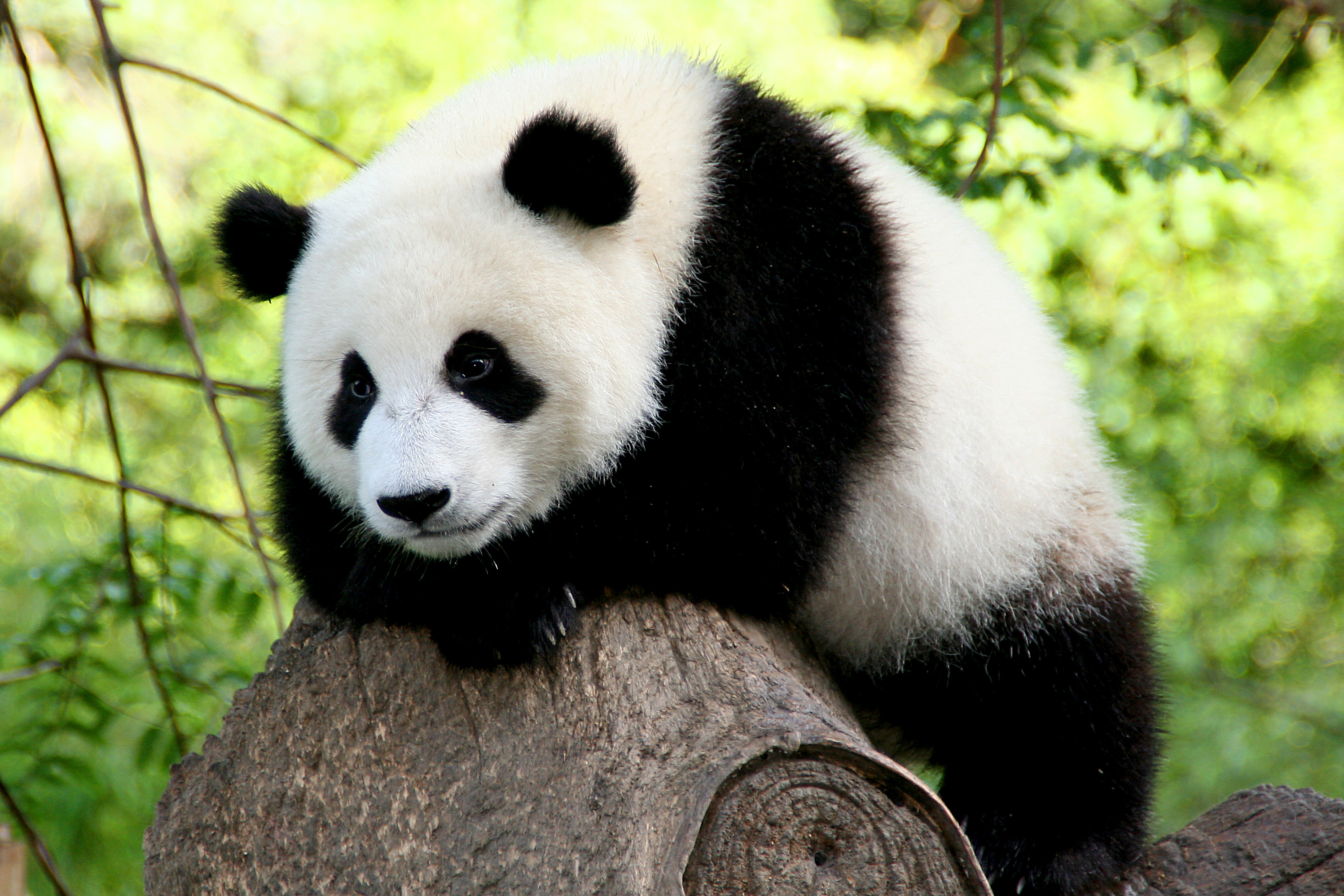 High Resolution Panda Wallpapers Widescreen, Xov - Funny Combinations Of Animals - HD Wallpaper 