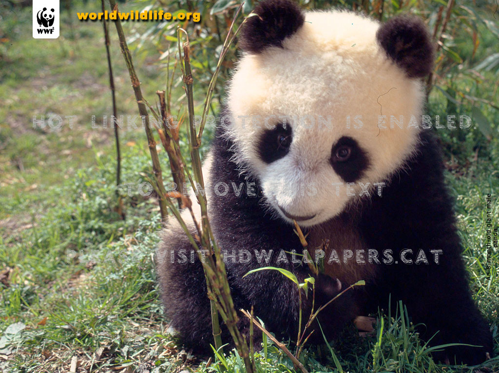 Baby Panda Yum Aww Cute Yummy Leo19 Animals - Giant Panda - HD Wallpaper 