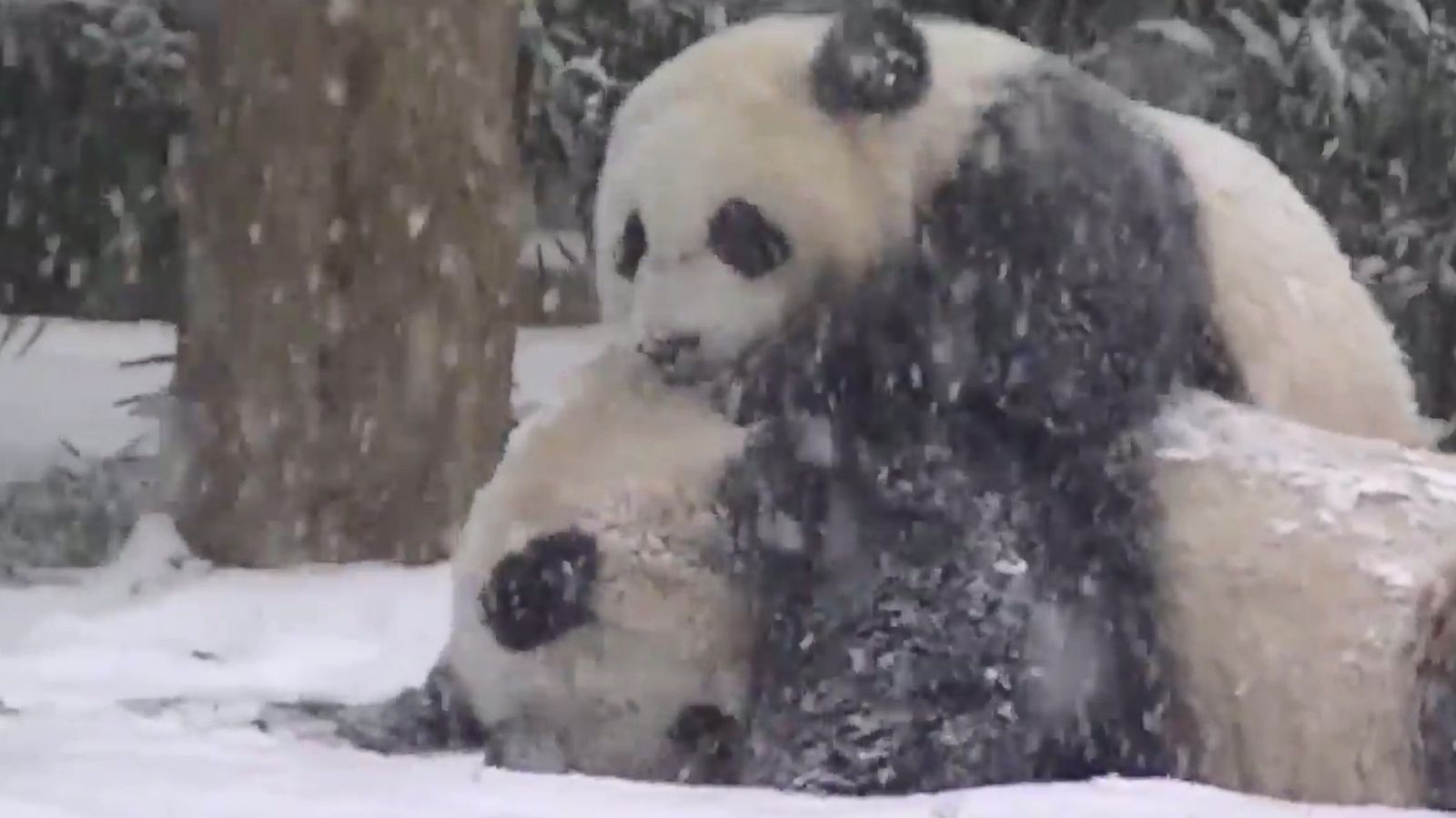 Karda Yuvarlanan Panda - HD Wallpaper 